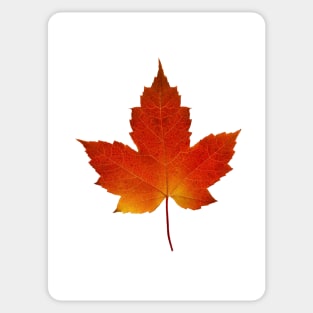 Maple Leaf - Algonquin Park, Canada Sticker